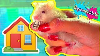 Me lastimé con la casa nueva de los Hamsters  Supermanualidades [upl. by Wadell215]