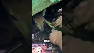 Ciervo bebe atrapado en un agujero [upl. by Noslien489]