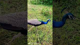 peacocks ❤️💕💕 peacockcall peacock birds [upl. by Hasen]