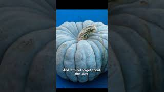 Jarrahdale Blue Pumpkins Tasty beautiful and guaranteed envy from the neighborhood halloweeners [upl. by Notsuoh858]