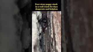 Poor stray puppy stuck in a wall crack for several days was murdered by the local😢 [upl. by Lunseth928]