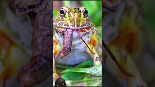 Heirs to Terror Cannibal Frogs in the wild animals wildanimals nature survival [upl. by Idurt]