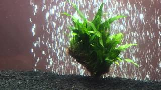 Java Fern  Aquarium plant voyage [upl. by Rawdan]