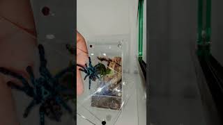 Caribena Versicolor juvie  Antilles Pinktoe Tarantula Rehousing [upl. by Jamila]