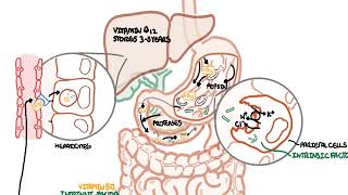 Understanding Vitamin B12 metabolism [upl. by Auqinet]