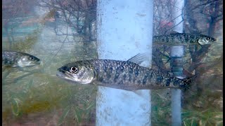 レイクトラウト Lake trout Salvelinus namaycush [upl. by Eissej]