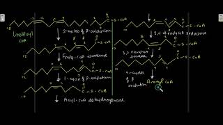 Oxidation Of Polyunsaturated Fatty Acids Peroxisomal beta oxidation [upl. by Sandberg164]