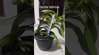 Vanda helvola misbachza28 [upl. by Iramo577]