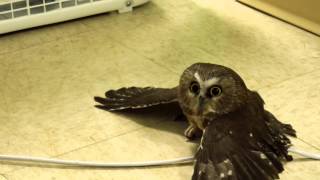 Sawwhet Owl Chilling By Fan [upl. by Algar534]