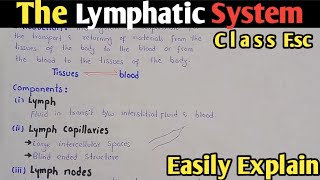 Lymphatic System  Lymph Nodes  Class 11 Biology [upl. by Estrellita]