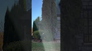 Satisfying Arborvitae Removal treeremoval satisying diy outdoorhacks outdoorwork [upl. by Beret]