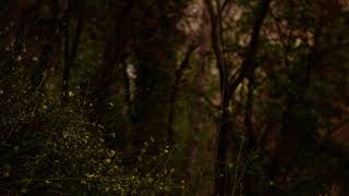 Forest near the Waterfall in the Tbilisi Botanical Garden IV  Georgia [upl. by Desmund432]