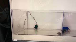 Loraffe UltrasonicStrobe Rodent Repellent in Action [upl. by Esirehc]