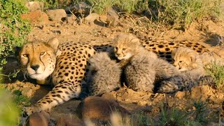 Hungry Cheetah Cubs Need To Eat﻿ ﻿ The Cheetah Family amp Me  BBC Earth [upl. by Aicargatla]