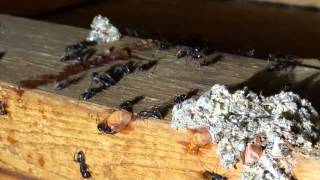 Carpenter ant colony feeding on Advion Gel Bait [upl. by Imiaj]