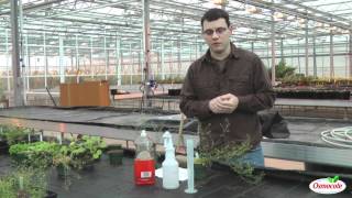 Homemade Insecticidal Soap Treatment For Thrips And Aphids [upl. by Sergius]