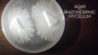 Rhizomorphic Mycelium Agar Plates MEA  MYA Dish or No Pour Jar Recipe Cloning Spores Transfers [upl. by Aittam858]