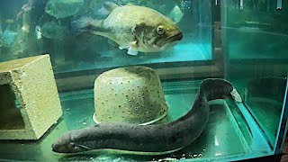 The most travelled LMBass cannot be with lungfish Louie big shuffle to empty whole 240 gal for him [upl. by Aicnarf]