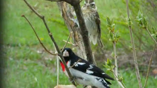 17 espèces doiseaux en vidéos à SaintFabiendePanet Québec Québec Bird [upl. by Nnairac]