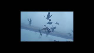 Some DUCK HUNTING ACTION duckhunting SHOTKAM gopro [upl. by Eteragram]