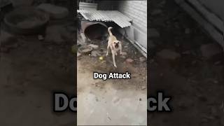 Dog Attack ❌ doglover techintelugu ravitechseries safety [upl. by Kaete365]