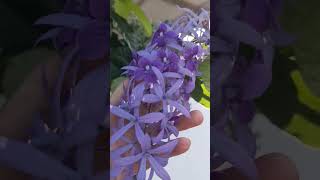 Petrea volubilis petreavolubilis flowers beautifulflower [upl. by Anaili]