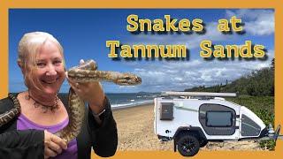 TANNUM SANDS Pt2 MINDAHOME house sit Black Headed Python amp Centralian Carpet Python [upl. by Meador]