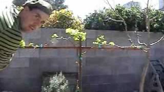 How to Prune Grape Vines [upl. by Aenat]