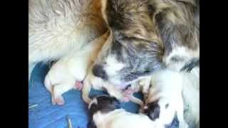 Great Pyrenees X Karakachan puppies  1 day Old [upl. by Just]