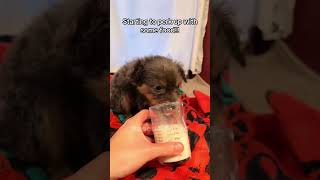 This family rescues little puppy Rescue Squad rescueanimals animals puppy loveanimal viralshorts [upl. by Mulry]