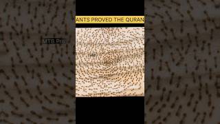 Ants Talk To Each Other😱  Miracle Quran shorts ants quot Quran viral Islam Allah trending [upl. by Russia]