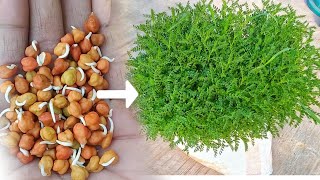 Chickpea Grow Easy at Home  Gram Grow at Home  Chana Grow at Home [upl. by Schatz]