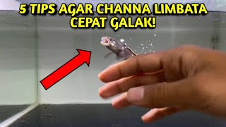 INI DIA TIPSNYA  5 Tips Agar Channa Limbata Bisa Cepat Galak [upl. by Anais]