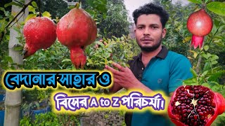 বেদানার সাহার ও বিসের A TO Z পরিচর্যা A TO Z Care of Bedana Sahar amp Bis [upl. by Parrish]