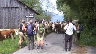 La montée des vaches en alpages VILLARD [upl. by Nada]