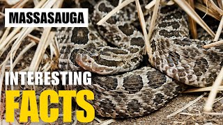 Exploring the Fascinating World of Massasauga  Interesting Facts  The Beast World [upl. by Eiryt]