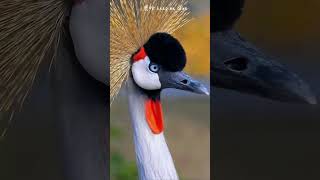 A lady bird wearing a yellow headed flower and red earrings the gray crowned crane arrives Luhan ke [upl. by Terrye179]