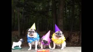 HAPPY PUG BIRTHDAY smilingpugs [upl. by Elitnahc]