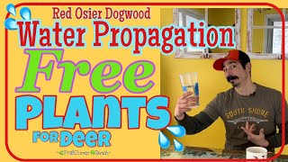 Water Propagation Free Plants 💦 Red Osier Dogwood  for Deer [upl. by Hillinck]