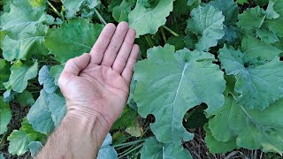 Brassica Food Plot Biologic New Zealand Maximum [upl. by Ajam]