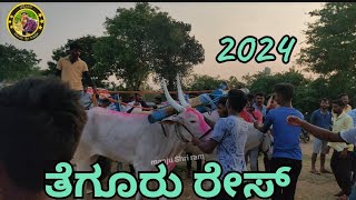 bullock cart race in Tegur 1 [upl. by Yeltneb539]