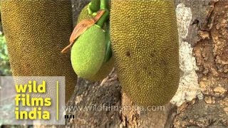 Jackfruit plantation in Goa [upl. by Ahl]