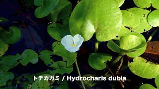 トチカガミHydrocharis dubia 03241002森林公園 [upl. by Courcy]