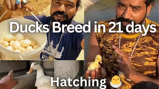 How To Breed Ducks in 21 days  And How To Make Space For Ducks Eggs And Hatching 🐣  Zoo Vlog [upl. by Kudva]