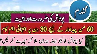 Role of Potash in wheat Crop  which potash is best for foliar spray  گندم پر پوٹاش کا سپرے [upl. by Alilad]