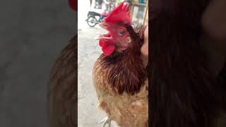 Bache dil ke sache chicken run jump hen salar backside whattowatch whotofollow vlog [upl. by Berner]