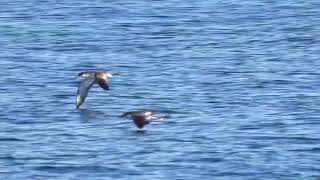 Bullers Shearwater 14 Mar 2019 Hauraki Gulf New Zealand [upl. by Ellehsyt200]