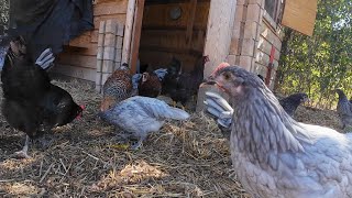 Introducing New Chickens to the Barnyard [upl. by Hanover170]