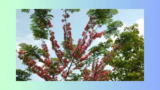 Gliricidia sepium tree summer bloom season [upl. by Nirihs]