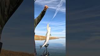 Top water fishing San Luis Reservoir anyfishcangetit superspook [upl. by Ylil]